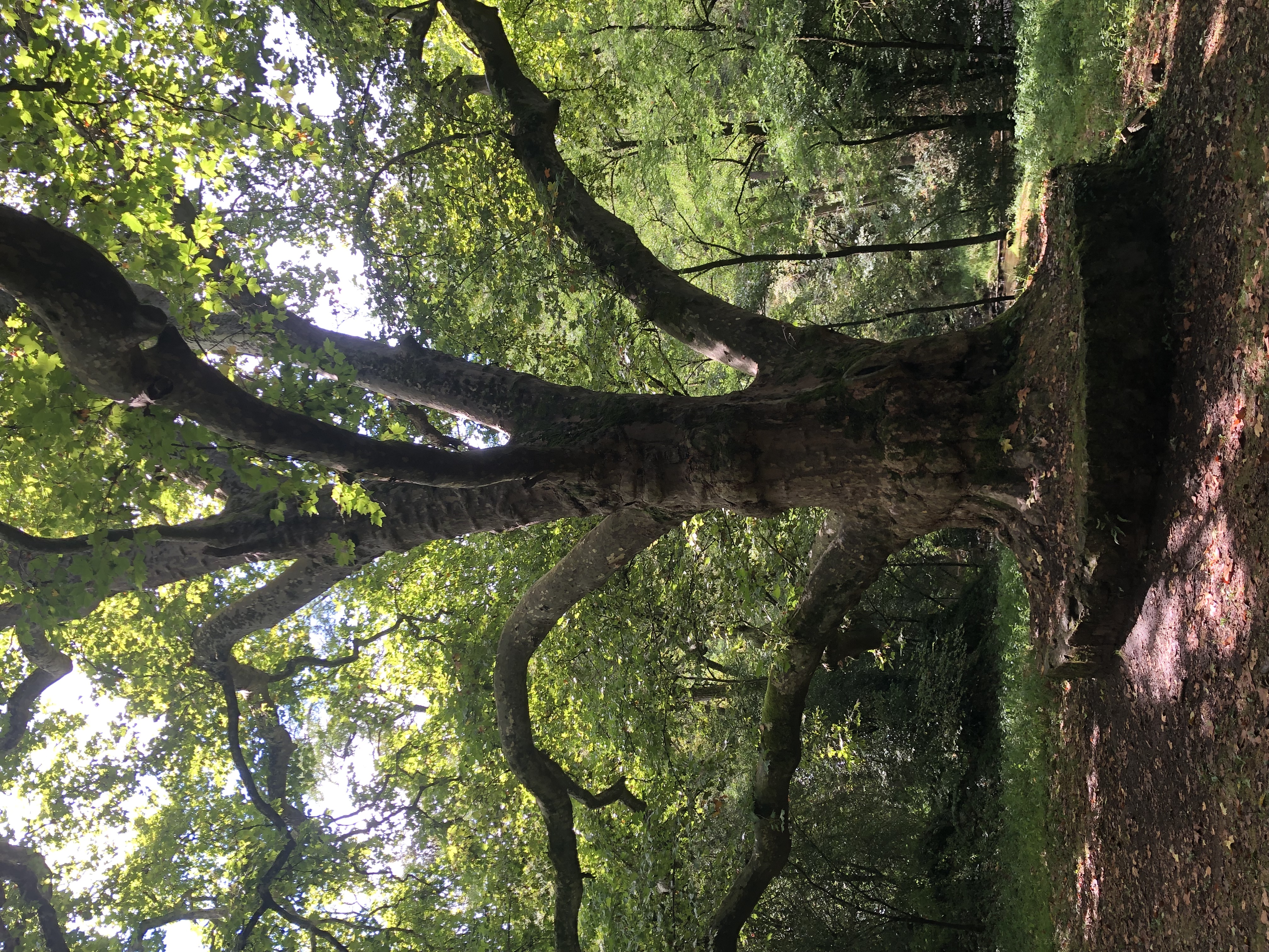 Arbre de Peyrassoulat, plus de 250 ans